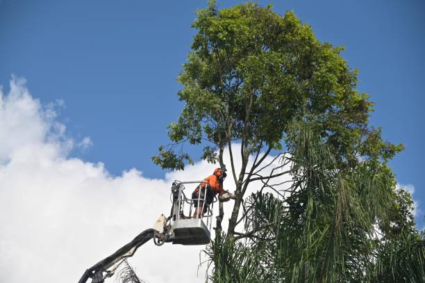 Best Tree Fertilization  in Greensboro, AL