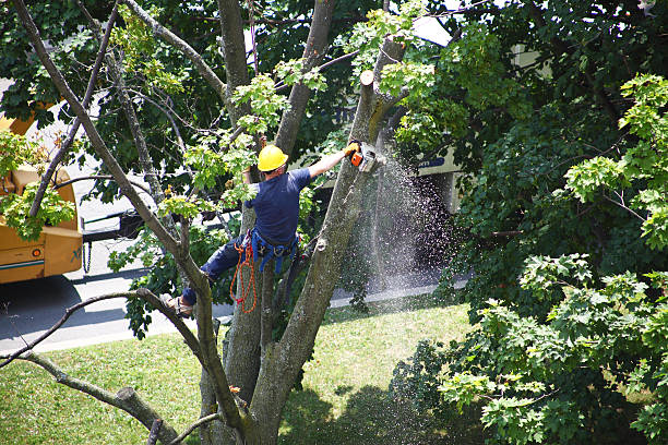 Best Hazardous Tree Removal  in Greensboro, AL