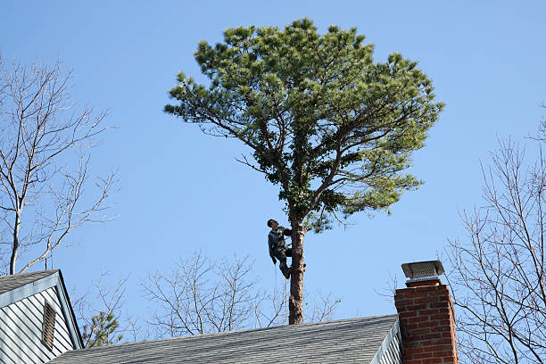 Best Emergency Tree Removal  in Greensboro, AL