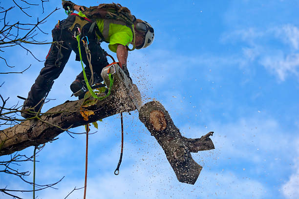 Best Arborist Consultation Services  in Greensboro, AL