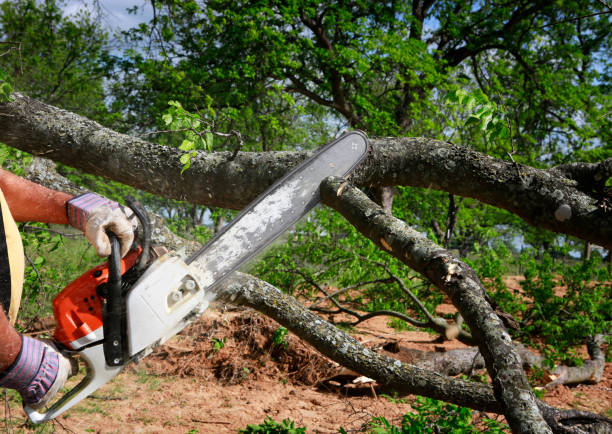 Best Tree Risk Assessment  in Greensboro, AL